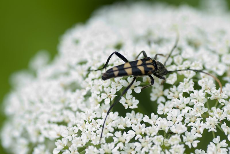 Leptura annularis, Cerambycidae